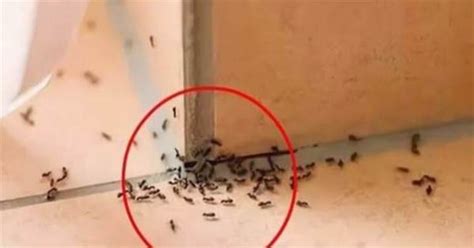 螞蟻大量出現徵兆